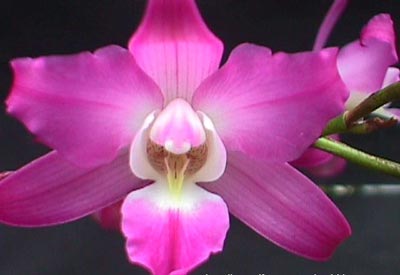 9 rare species in Vietnam have become extinct for more than 10 years
