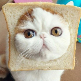9 truths 'cause sock' dedicated to cat lovers