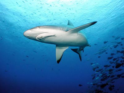 90% of sharks disappear due to hunting