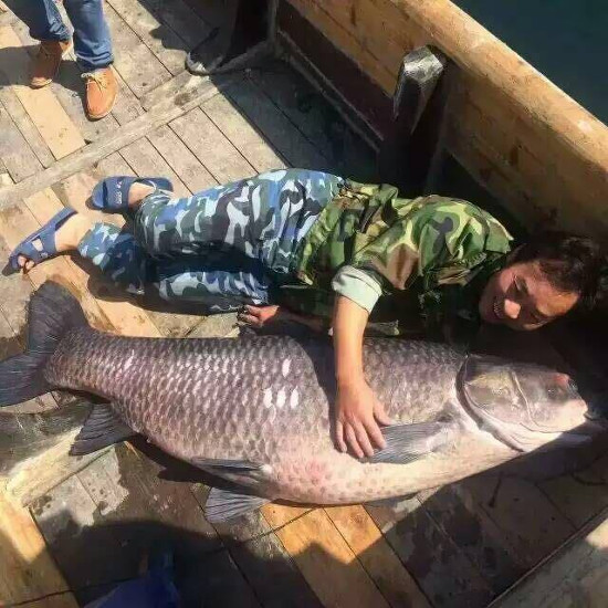 90kg black carp caught in China