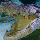 9.26m is the maximum length of crocodile ancestors today