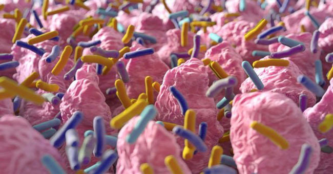 99% of bacteria in the human body are not known