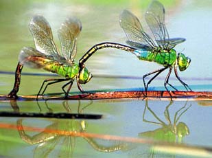99% of insects benefit humans
