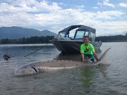 9-year-old boy caught giant white sturgeon