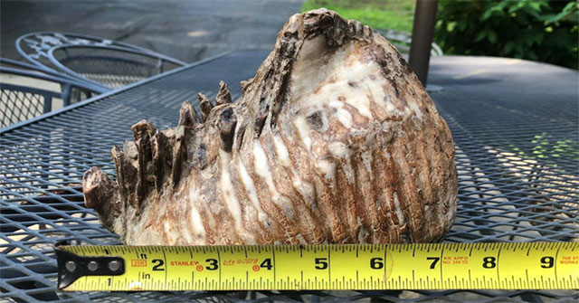 A 12-year-old boy found 10,000 years of fossil mammoth teeth