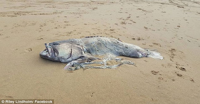 A 150kg marine creature washed up on the Australian beach