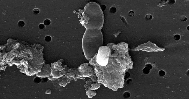 A 2 billion year old water sample can contain organisms