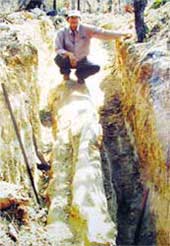 A 200 million year old fossil tree was discovered