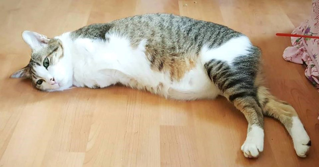A 2-foot cat causes a fever on social networks