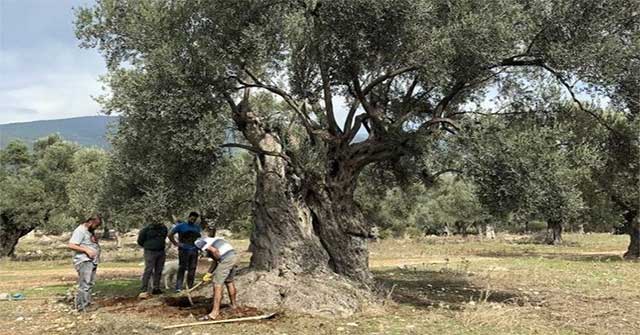 A 3,000 year old olive tree still bears fruit