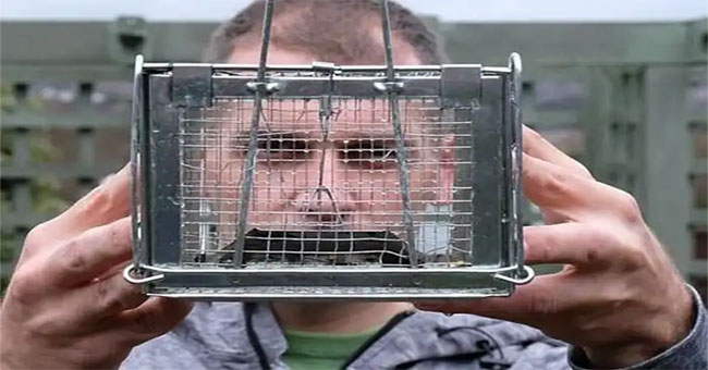 A 30cm-long rat riddled with steel traps to escape
