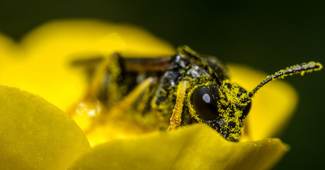 A battery of pollen is coming soon