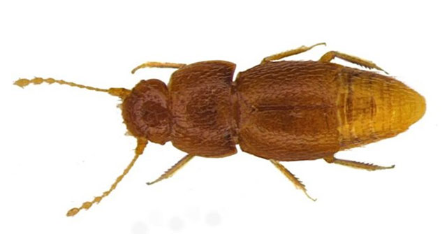 A beetle named after the young environmental activist Greta