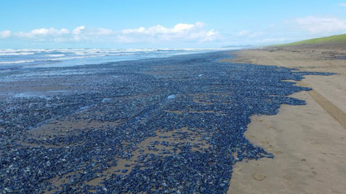 A billion green jellyfish washed over the US coast