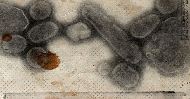 A bird perched at the mouth of the opening of the pandemic killed 50 million people