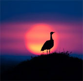 A bunch of beautiful animal photos of dawn and sunset