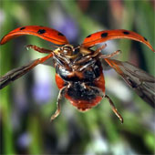 A bunch of beautiful images of insects