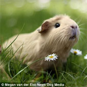 A bunch of guinea-pig images