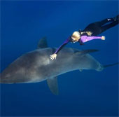 A bunch of photos of beauties playing with white sharks