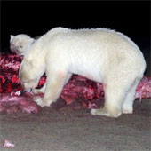 A bunch of photos of polar bears tear the giant whale's body