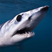 A close-up of a bad shark has never been seen