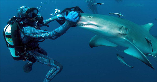 A close-up of a rare moment when divers play with