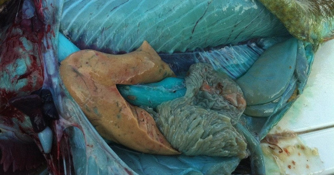 A close-up of fish with green flesh is 1 meter long, especially on the planet
