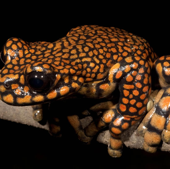 A close-up of frogs is named after the Crown Prince of England