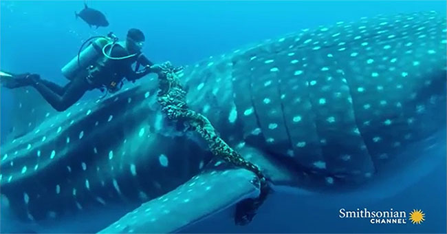 A close-up of rescuing the giant whale shark was strangled by a rope