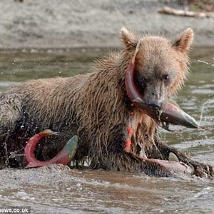 A close-up of salmon hunting in Russia