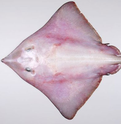 A close-up of the 'extremely toxic' fishes off New Zealand