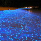 A close-up of the fantasy of self-glowing creatures