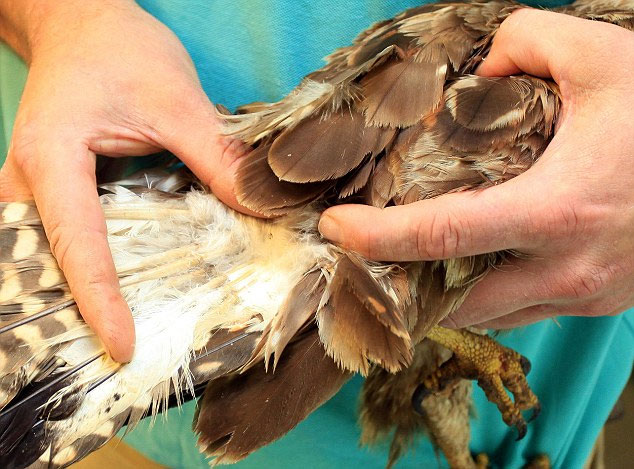 A close-up of the pair of bird feathers with glue