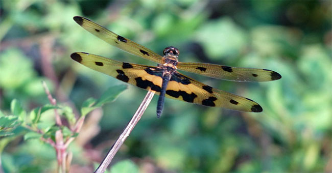 A close-up of the world's most famous beautiful dragonflies