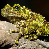 A close-up of the world's most