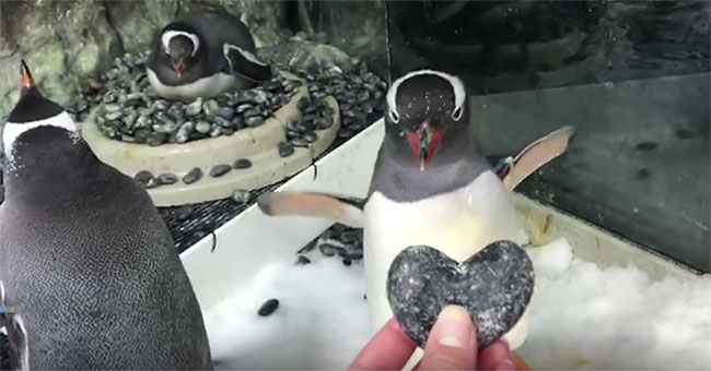 A couple of gay male penguins are given an incubated egg