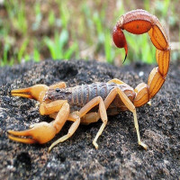 A couple of interesting things about scorpions