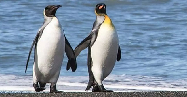 A couple of penguins hold hands on the sea causing storms