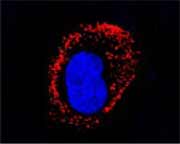 A double agent to prevent tumors