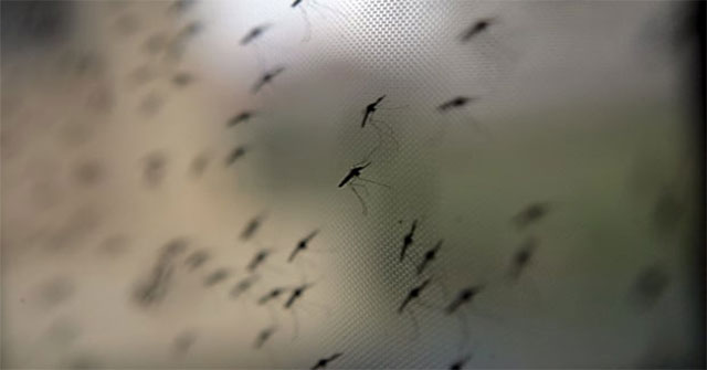 A drug is expected to turn human blood into a toxin with mosquitoes