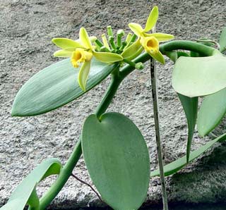 A few facts about anti-drought in plants
