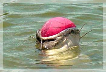 A fish choked ... a basketball