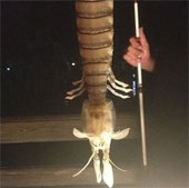 A fisherman suddenly caught a giant shrimps nearly 50cm long