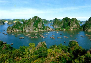 A flock of dolphins often appear in Bai Tu Long National Park