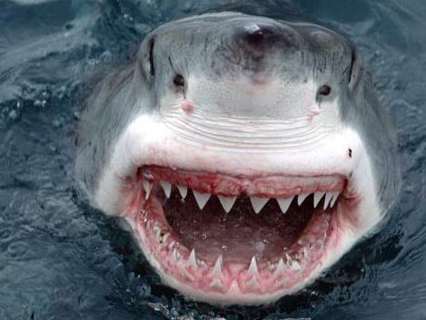 A giant shark species was discovered