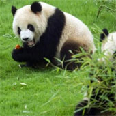 A good way to re-use the panda's feces