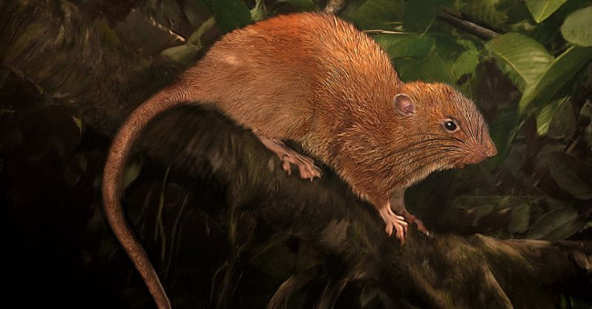 A half-meter mouse may bite the coconut shell