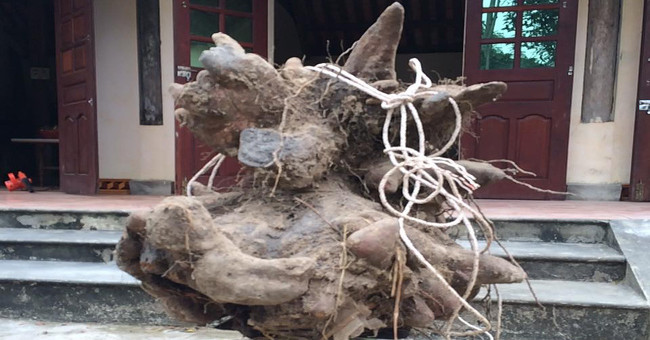 A huge dragon ball of 73kg weighs 73kg in Nghe An