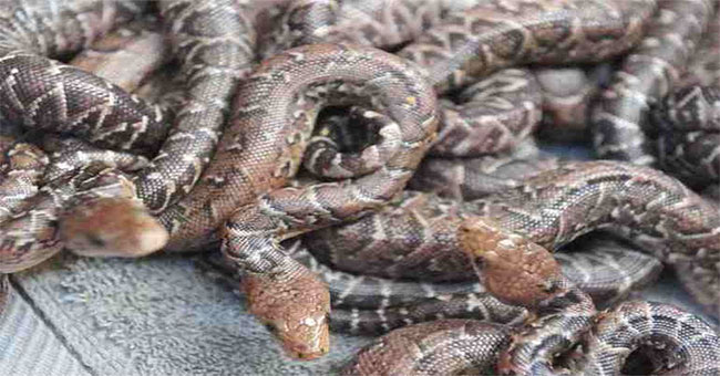 A lot of fun about Cuban snakes hunting by herds