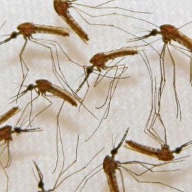 A malaria vaccine has been developed
